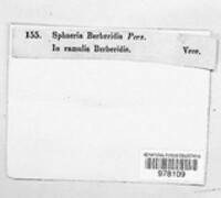 Mycosphaerella berberidis image